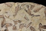 Fossil Fish (Gosiutichthys) Mortality Plate - Lake Gosiute #130103-5